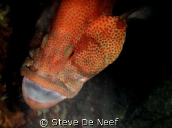 3 seconds later he caught a meal.. by Steve De Neef 